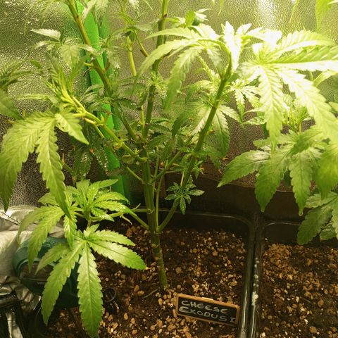 Cheese 1 #2 growlog photo: Sin novedades