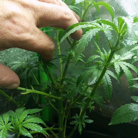 Cheese 1 #2 growlog photo: Sin novedades