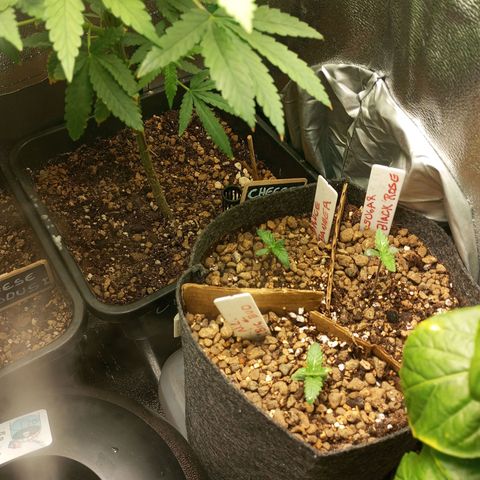 Bruce Banner Fast Version growlog photo: No han crecido los últimos 2 días tras el transplante, imagino que están colonizando el sustrato ya que se ven sanas 