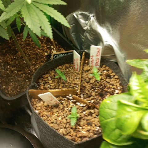 Bruce Banner Fast Version growlog photo: No han crecido los últimos 2 días tras el transplante, imagino que están colonizando el sustrato ya que se ven sanas 