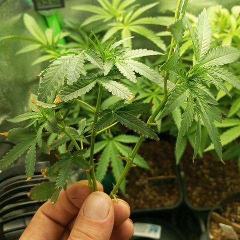 Cheese 1 #2 growlog photo: 3 esquejes