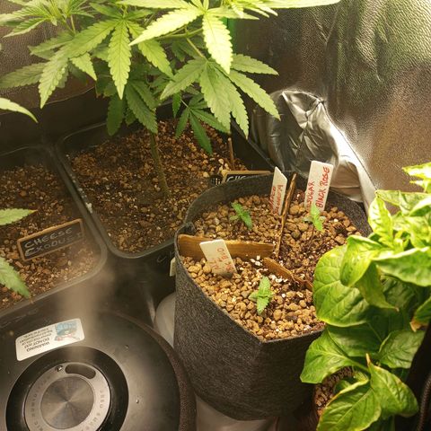 Bruce Banner Fast Version growlog timeline photo
