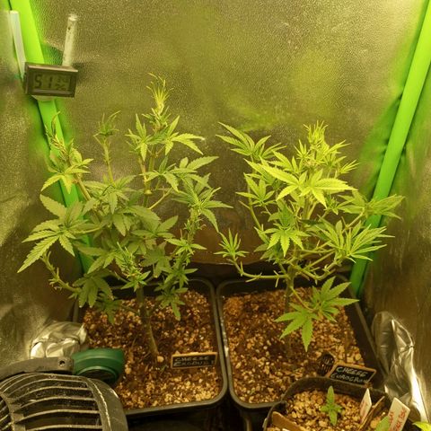 Cheese 1 #2 growlog photo: Defoliación agresiva