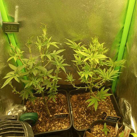 Cheese 1 #2 growlog photo: Defoliación agresiva