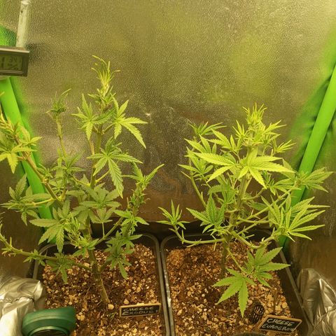 Cheese 1 #2 growlog photo: Defoliación agresiva