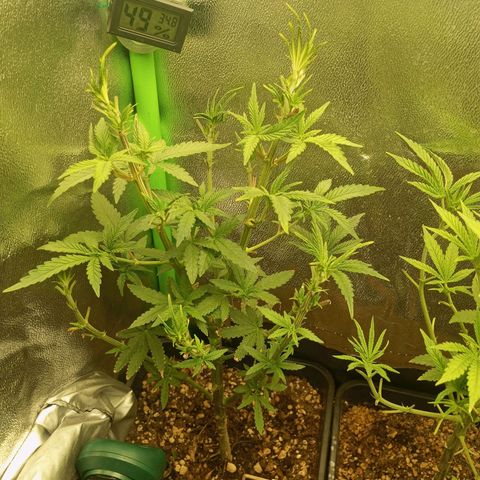 Cheese 1 #2 growlog photo: Defoliación agresiva