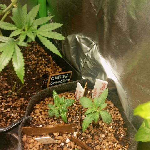 Bruce Banner Fast Version growlog photo: Se ven creciendo muy bien, acaban de sacar al completo sus oriner hojas reales, blackrose un poco más grandes que sus hermanas, acabamos de regar con solo agua