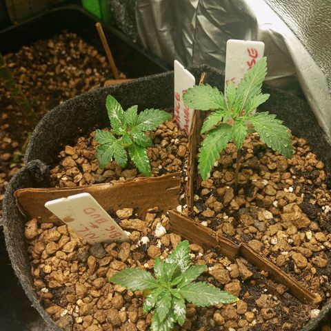 Bruce Banner Fast Version growlog photo: Se ven creciendo muy bien, acaban de sacar al completo sus oriner hojas reales, blackrose un poco más grandes que sus hermanas, acabamos de regar con solo agua