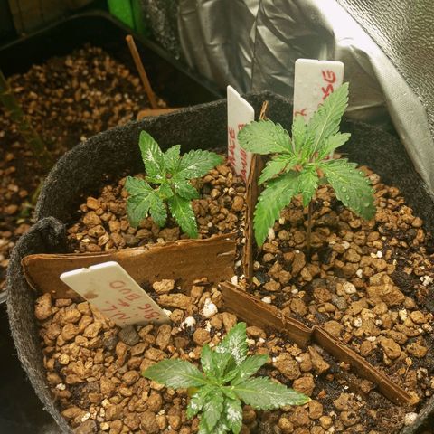 Bruce Banner Fast Version growlog photo: Se ven creciendo muy bien, acaban de sacar al completo sus oriner hojas reales, blackrose un poco más grandes que sus hermanas, acabamos de regar con solo agua