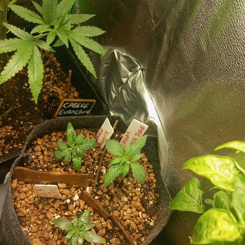 Bruce Banner Fast Version growlog photo: Se ven creciendo muy bien, acaban de sacar al completo sus oriner hojas reales, blackrose un poco más grandes que sus hermanas, acabamos de regar con solo agua