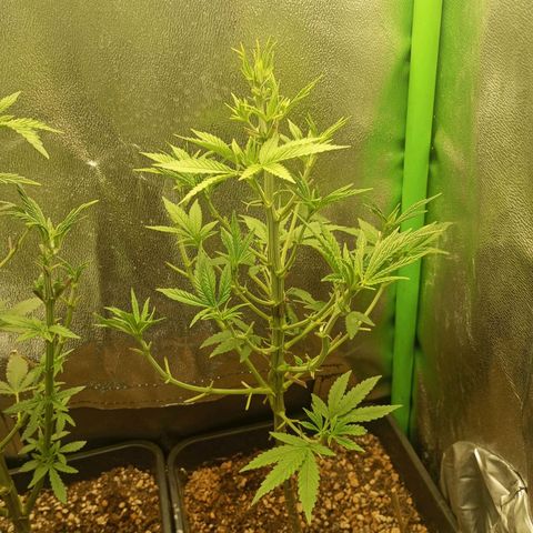 Cheese 1 #2 growlog photo: Recuperándose bien de la defoliación agresiva de hace unos días, debí decir, que la cheese original de exodous, suelta olor a rancio hasta clen las hojas, imagino que en floración esto se intensificará muchísimo, me muero de ganas de verla.