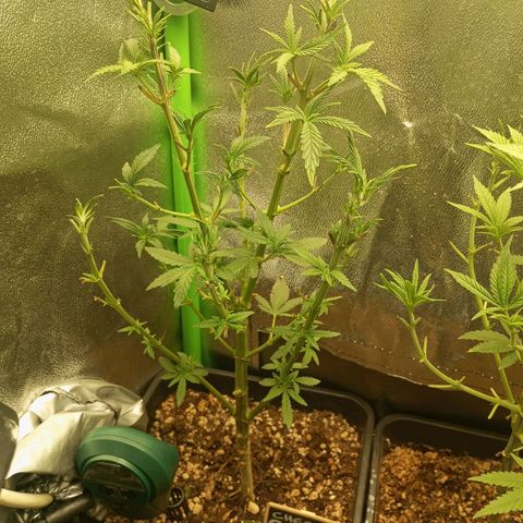 Cheese 1 #2 growlog photo: Recuperándose bien de la defoliación agresiva de hace unos días, debí decir, que la cheese original de exodous, suelta olor a rancio hasta clen las hojas, imagino que en floración esto se intensificará muchísimo, me muero de ganas de verla.