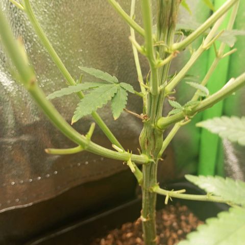 Cheese 1 #2 growlog photo: Recuperándose bien de la defoliación agresiva de hace unos días, debí decir, que la cheese original de exodous, suelta olor a rancio hasta clen las hojas, imagino que en floración esto se intensificará muchísimo, me muero de ganas de verla.
