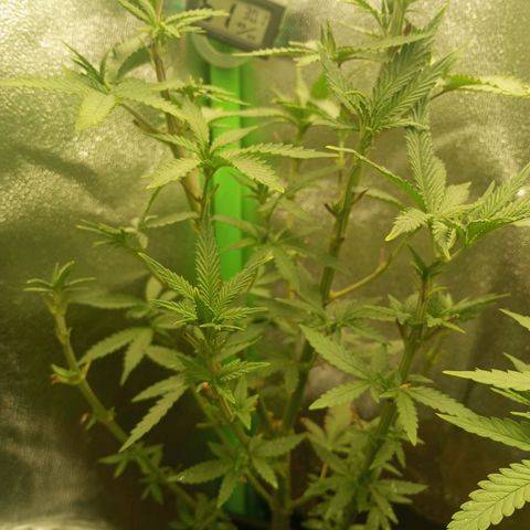 Cheese 1 #2 growlog photo: Recuperándose bien de la defoliación agresiva de hace unos días, debí decir, que la cheese original de exodous, suelta olor a rancio hasta clen las hojas, imagino que en floración esto se intensificará muchísimo, me muero de ganas de verla.