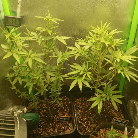 Cheese 1 #2 growlog photo: Recuperándose bien de la defoliación agresiva de hace unos días, debí decir, que la cheese original de exodous, suelta olor a rancio hasta clen las hojas, imagino que en floración esto se intensificará muchísimo, me muero de ganas de verla.