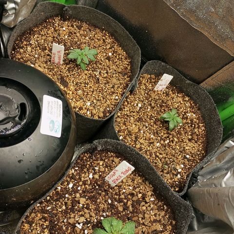 Bruce Banner Fast Version growlog photo: Transplante a macetas individuales.
Sustrato covercrop Terra profesional y biochar con vermiculita y pumita, con una capa superior de vermiculita y pumita, se sembraron semillas de trébol blanco  A su alrededor