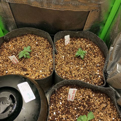 Bruce Banner Fast Version growlog photo: Transplante a macetas individuales.
Sustrato covercrop Terra profesional y biochar con vermiculita y pumita, con una capa superior de vermiculita y pumita, se sembraron semillas de trébol blanco  A su alrededor