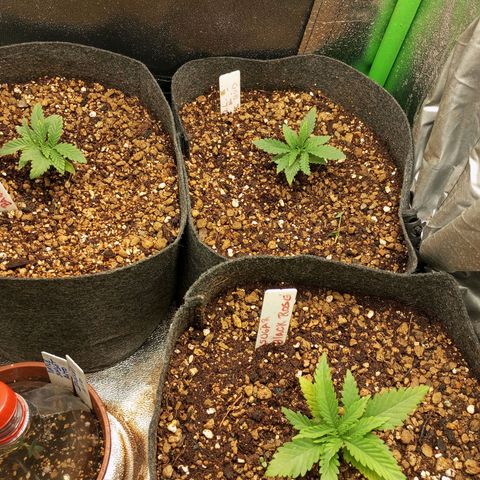 Bruce Banner Fast Version growlog photo: Presentan un poco de decoloración, hoy realizó el primer riego con abono, 1,5ml topveg con 1ml algas y 1 ml de humo líquido pH 5.9