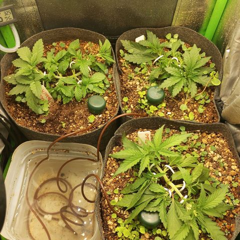 Bruce Banner Fast Version growlog photo: Poda apical + lst