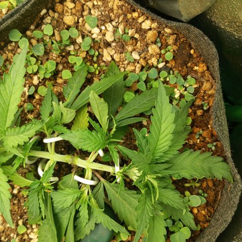 Sugar Black Rose growlog photo: Lst