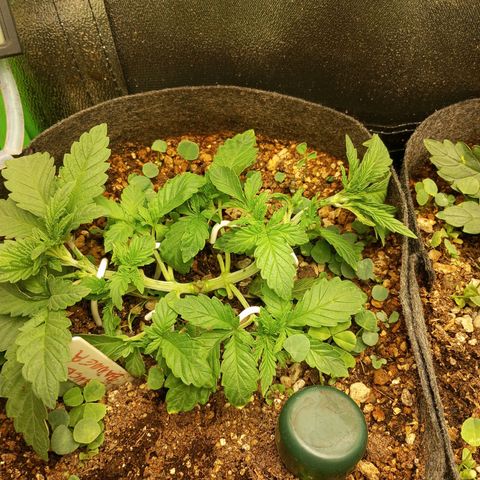 Bruce Banner Fast Version growlog photo: Lst