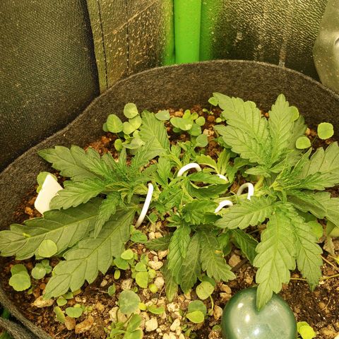 Bruce Banner Fast Version growlog photo: Lst
