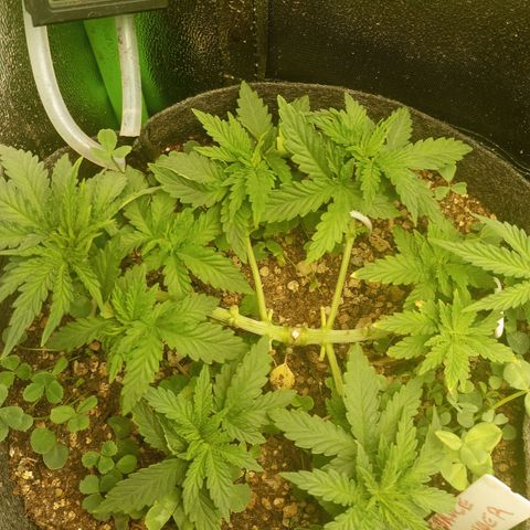 Bruce Banner Fast Version growlog photo: Está creciendo perfectamente simétrica y bonita, hasta ahora solo riego con agua.