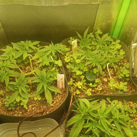 Sugar Black Rose growlog photo: Está creciendo simétrica y bonita, hasta ahora no use más que agua