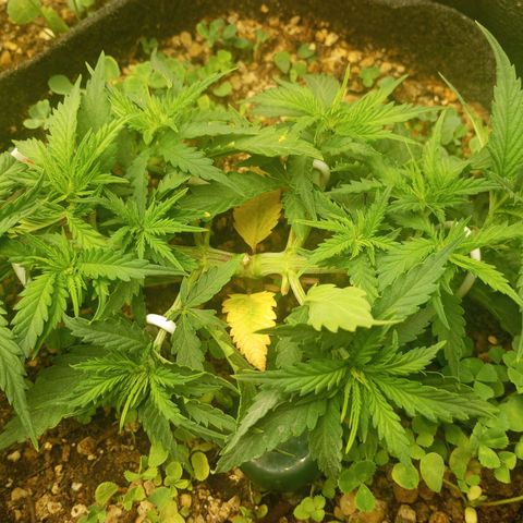 Sugar Black Rose growlog photo: Está creciendo simétrica y bonita, hasta ahora no use más que agua