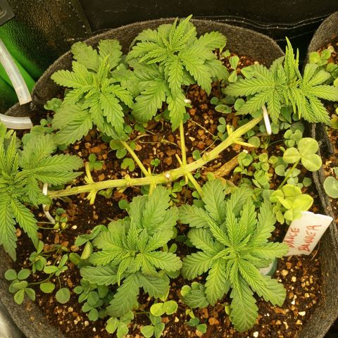 Bruce Banner Fast Version growlog photo: Se podaron nudos intermedios y se nivelaron las 6 puntas.