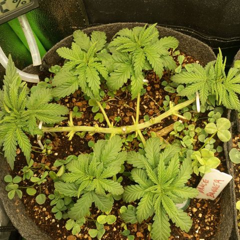 Bruce Banner Fast Version growlog photo: Se podaron nudos intermedios y se nivelaron las 6 puntas.