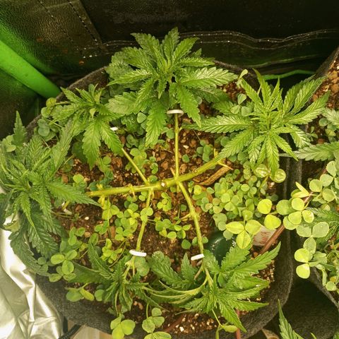 Bruce Banner Fast Version growlog photo: Hoy a las muñecas se les quitaron los nuevos brotes recién nacidos de las ramas secundarias, en motivo es porque se convertirían en ramas terciarias y no serían productivas ni tendrían buena calidad