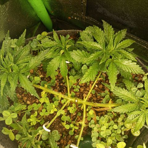 Bruce Banner Fast Version growlog photo: Hoy a las muñecas se les quitaron los nuevos brotes recién nacidos de las ramas secundarias, en motivo es porque se convertirían en ramas terciarias y no serían productivas ni tendrían buena calidad