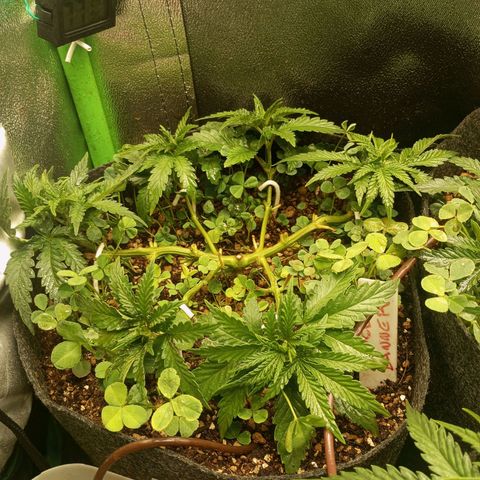 Bruce Banner Fast Version growlog photo: Hoy a las muñecas se les quitaron los nuevos brotes recién nacidos de las ramas secundarias, en motivo es porque se convertirían en ramas terciarias y no serían productivas ni tendrían buena calidad