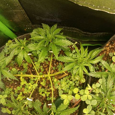 Bruce Banner Fast Version growlog photo: Hoy a las muñecas se les quitaron los nuevos brotes recién nacidos de las ramas secundarias, en motivo es porque se convertirían en ramas terciarias y no serían productivas ni tendrían buena calidad