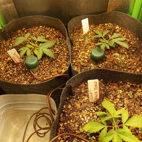Bruce Banner Fast Version growlog photo: Fotos con poda mainlining recién hecha.
Únicamente dejamos los dos primeros brotes.
Más adelante veremos la recuperación excelente en fotos tras 10 días.