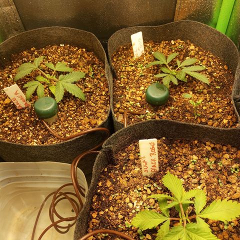 Bruce Banner Fast Version growlog photo: Fotos con poda mainlining recién hecha.
Únicamente dejamos los dos primeros brotes.
Más adelante veremos la recuperación excelente en fotos tras 10 días.
