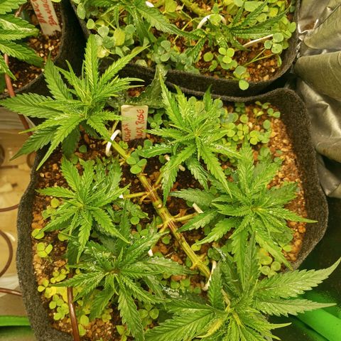 Sugar Black Rose growlog timeline photo