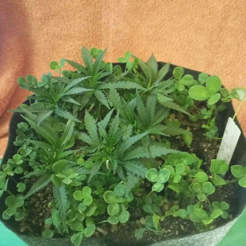 Bruce Banner Fast Version growlog photo: Hoy realizamos una defoliación y poda fuertes, arrancamos todo lo que queda en tramos horizontales de las ramas, incluidos los brotes pequeños, y tallos de hojas cortadas, dejando las ramas vacías, se cortaron incluso los brotes de 1mm de tamaño.
Tras la poda, se cortaron todos los tréboles demasiados altos, a su vez, volvimos a colocar 1 puñado de semillas nuevas de trébol blanco en gran cantidad para mantener el cover crop, y que sus raíces se unan al micelio de las michorrizas.
Se limpió el depósito de agua, y se coloco en cada maceta tras las semillas una capa de piedra pómez.
Tras acabar se pulverizó y rego agua con algas, que ayudan al estrés.