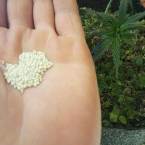 Bruce Banner Fast Version growlog photo: Hoy realizamos una defoliación y poda fuertes, arrancamos todo lo que queda en tramos horizontales de las ramas, incluidos los brotes pequeños, y tallos de hojas cortadas, dejando las ramas vacías, se cortaron incluso los brotes de 1mm de tamaño.
Tras la poda, se cortaron todos los tréboles demasiados altos, a su vez, volvimos a colocar 1 puñado de semillas nuevas de trébol blanco en gran cantidad para mantener el cover crop, y que sus raíces se unan al micelio de las michorrizas.
Se limpió el depósito de agua, y se coloco en cada maceta tras las semillas una capa de piedra pómez.
Tras acabar se pulverizó y rego agua con algas, que ayudan al estrés.