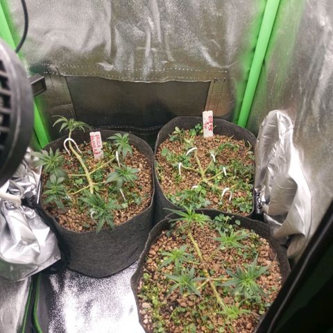 Sugar Black Rose growlog photo: Hoy realizamos una defoliación y poda fuertes, arrancamos todo lo que queda en tramos horizontales de las ramas, incluidos los brotes pequeños, y tallos de hojas cortadas, dejando las ramas vacías, se cortaron incluso los brotes de 1mm de tamaño.
Tras la poda, se cortaron todos los tréboles demasiados altos, a su vez, volvimos a colocar 1 puñado de semillas nuevas de trébol blanco en gran cantidad para mantener el cover crop, y que sus raíces se unan al micelio de las michorrizas.
Se limpió el depósito de agua, y se coloco en cada maceta tras las semillas una capa de piedra pómez.
Tras acabar se pulverizó y rego agua con algas, que ayudan al estrés.