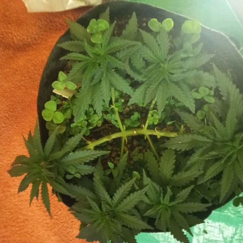 Sugar Black Rose growlog photo: Hoy realizamos una defoliación y poda fuertes, arrancamos todo lo que queda en tramos horizontales de las ramas, incluidos los brotes pequeños, y tallos de hojas cortadas, dejando las ramas vacías, se cortaron incluso los brotes de 1mm de tamaño.
Tras la poda, se cortaron todos los tréboles demasiados altos, a su vez, volvimos a colocar 1 puñado de semillas nuevas de trébol blanco en gran cantidad para mantener el cover crop, y que sus raíces se unan al micelio de las michorrizas.
Se limpió el depósito de agua, y se coloco en cada maceta tras las semillas una capa de piedra pómez.
Tras acabar se pulverizó y rego agua con algas, que ayudan al estrés.