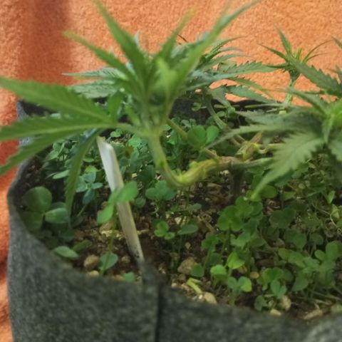 Sugar Black Rose growlog photo: Hoy realizamos una defoliación y poda fuertes, arrancamos todo lo que queda en tramos horizontales de las ramas, incluidos los brotes pequeños, y tallos de hojas cortadas, dejando las ramas vacías, se cortaron incluso los brotes de 1mm de tamaño.
Tras la poda, se cortaron todos los tréboles demasiados altos, a su vez, volvimos a colocar 1 puñado de semillas nuevas de trébol blanco en gran cantidad para mantener el cover crop, y que sus raíces se unan al micelio de las michorrizas.
Se limpió el depósito de agua, y se coloco en cada maceta tras las semillas una capa de piedra pómez.
Tras acabar se pulverizó y rego agua con algas, que ayudan al estrés.