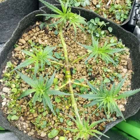 Sugar Black Rose growlog photo: Hoy realizamos una defoliación y poda fuertes, arrancamos todo lo que queda en tramos horizontales de las ramas, incluidos los brotes pequeños, y tallos de hojas cortadas, dejando las ramas vacías, se cortaron incluso los brotes de 1mm de tamaño.
Tras la poda, se cortaron todos los tréboles demasiados altos, a su vez, volvimos a colocar 1 puñado de semillas nuevas de trébol blanco en gran cantidad para mantener el cover crop, y que sus raíces se unan al micelio de las michorrizas.
Se limpió el depósito de agua, y se coloco en cada maceta tras las semillas una capa de piedra pómez.
Tras acabar se pulverizó y rego agua con algas, que ayudan al estrés.