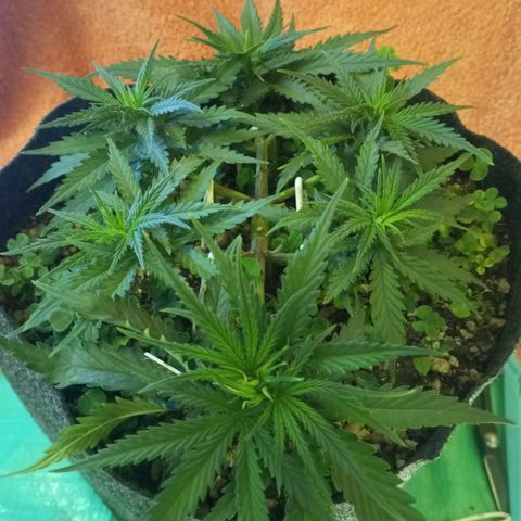 Sugar Black Rose growlog photo: Hoy realizamos una defoliación y poda fuertes, arrancamos todo lo que queda en tramos horizontales de las ramas, incluidos los brotes pequeños, y tallos de hojas cortadas, dejando las ramas vacías, se cortaron incluso los brotes de 1mm de tamaño.
Tras la poda, se cortaron todos los tréboles demasiados altos, a su vez, volvimos a colocar 1 puñado de semillas nuevas de trébol blanco en gran cantidad para mantener el cover crop, y que sus raíces se unan al micelio de las michorrizas.
Se limpió el depósito de agua, y se coloco en cada maceta tras las semillas una capa de piedra pómez.
Tras acabar se pulverizó y rego agua con algas, que ayudan al estrés.