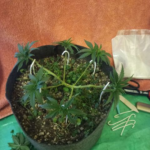 Sugar Black Rose growlog photo: Hoy realizamos una defoliación y poda fuertes, arrancamos todo lo que queda en tramos horizontales de las ramas, incluidos los brotes pequeños, y tallos de hojas cortadas, dejando las ramas vacías, se cortaron incluso los brotes de 1mm de tamaño.
Tras la poda, se cortaron todos los tréboles demasiados altos, a su vez, volvimos a colocar 1 puñado de semillas nuevas de trébol blanco en gran cantidad para mantener el cover crop, y que sus raíces se unan al micelio de las michorrizas.
Se limpió el depósito de agua, y se coloco en cada maceta tras las semillas una capa de piedra pómez.
Tras acabar se pulverizó y rego agua con algas, que ayudan al estrés.
