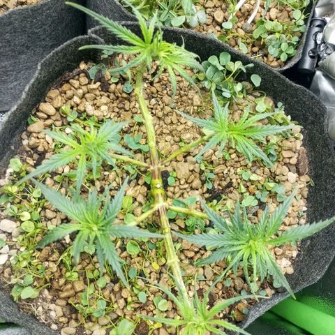 Sugar Black Rose growlog photo: Hoy realizamos una defoliación y poda fuertes, arrancamos todo lo que queda en tramos horizontales de las ramas, incluidos los brotes pequeños, y tallos de hojas cortadas, dejando las ramas vacías, se cortaron incluso los brotes de 1mm de tamaño.
Tras la poda, se cortaron todos los tréboles demasiados altos, a su vez, volvimos a colocar 1 puñado de semillas nuevas de trébol blanco en gran cantidad para mantener el cover crop, y que sus raíces se unan al micelio de las michorrizas.
Se limpió el depósito de agua, y se coloco en cada maceta tras las semillas una capa de piedra pómez.
Tras acabar se pulverizó y rego agua con algas, que ayudan al estrés.
