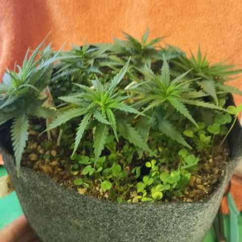 Sugar Black Rose growlog photo: Hoy realizamos una defoliación y poda fuertes, arrancamos todo lo que queda en tramos horizontales de las ramas, incluidos los brotes pequeños, y tallos de hojas cortadas, dejando las ramas vacías, se cortaron incluso los brotes de 1mm de tamaño.
Tras la poda, se cortaron todos los tréboles demasiados altos, a su vez, volvimos a colocar 1 puñado de semillas nuevas de trébol blanco en gran cantidad para mantener el cover crop, y que sus raíces se unan al micelio de las michorrizas.
Se limpió el depósito de agua, y se coloco en cada maceta tras las semillas una capa de piedra pómez.
Tras acabar se pulverizó y rego agua con algas, que ayudan al estrés.