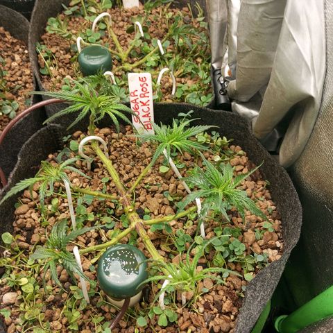 Sugar Black Rose growlog photo: Hoy realizamos una defoliación y poda fuertes, arrancamos todo lo que queda en tramos horizontales de las ramas, incluidos los brotes pequeños, y tallos de hojas cortadas, dejando las ramas vacías, se cortaron incluso los brotes de 1mm de tamaño.
Tras la poda, se cortaron todos los tréboles demasiados altos, a su vez, volvimos a colocar 1 puñado de semillas nuevas de trébol blanco en gran cantidad para mantener el cover crop, y que sus raíces se unan al micelio de las michorrizas.
Se limpió el depósito de agua, y se coloco en cada maceta tras las semillas una capa de piedra pómez.
Tras acabar se pulverizó y rego agua con algas, que ayudan al estrés.