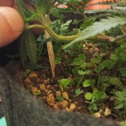 Sugar Black Rose growlog photo: Hoy realizamos una defoliación y poda fuertes, arrancamos todo lo que queda en tramos horizontales de las ramas, incluidos los brotes pequeños, y tallos de hojas cortadas, dejando las ramas vacías, se cortaron incluso los brotes de 1mm de tamaño.
Tras la poda, se cortaron todos los tréboles demasiados altos, a su vez, volvimos a colocar 1 puñado de semillas nuevas de trébol blanco en gran cantidad para mantener el cover crop, y que sus raíces se unan al micelio de las michorrizas.
Se limpió el depósito de agua, y se coloco en cada maceta tras las semillas una capa de piedra pómez.
Tras acabar se pulverizó y rego agua con algas, que ayudan al estrés.